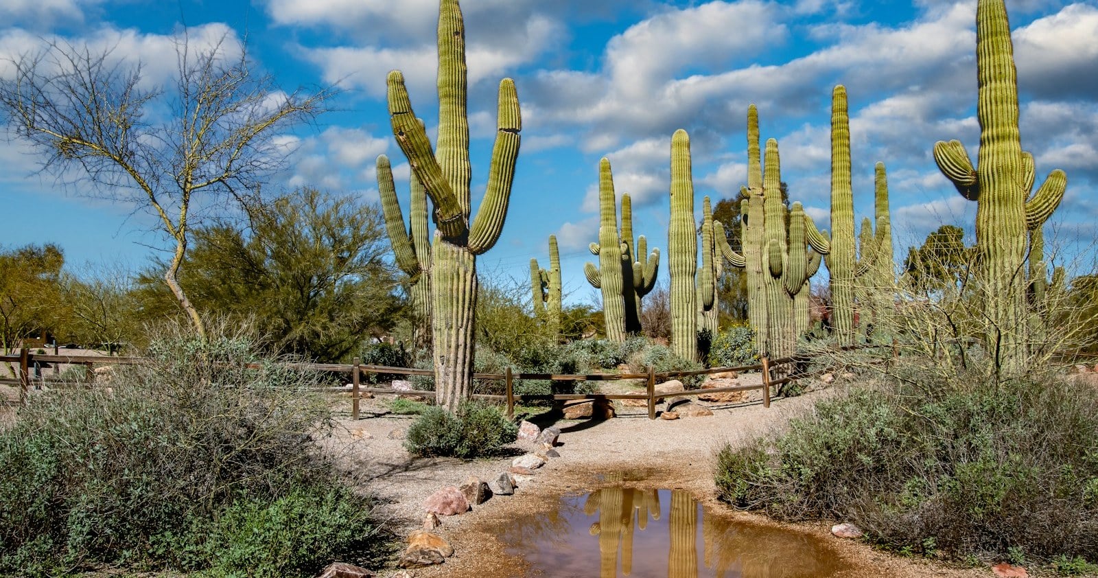 Saguaros at the Riparian Preserve in Gilbert Arizona