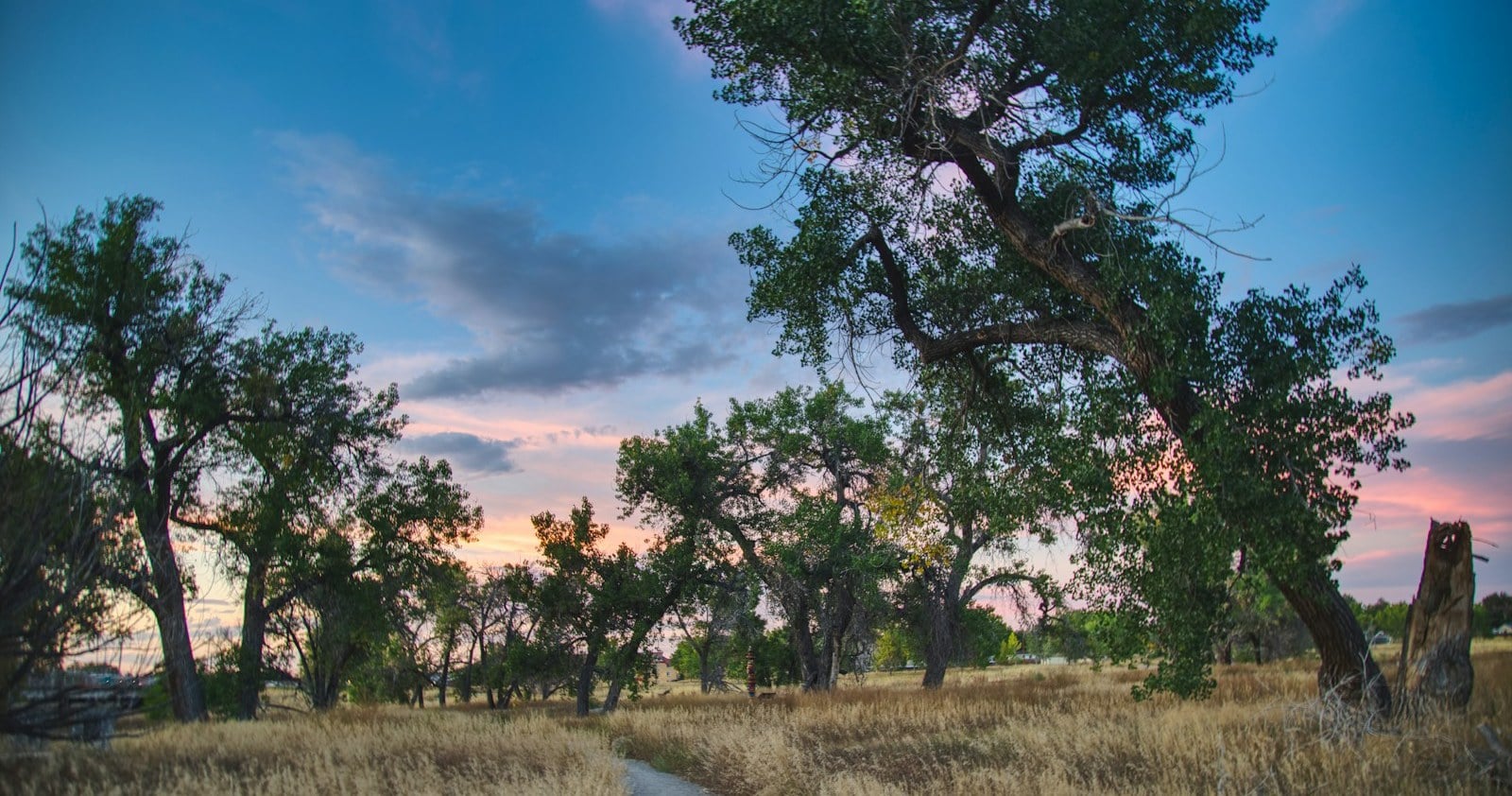 Cottonwoods along the Front Range Trail in Aurora Colorado