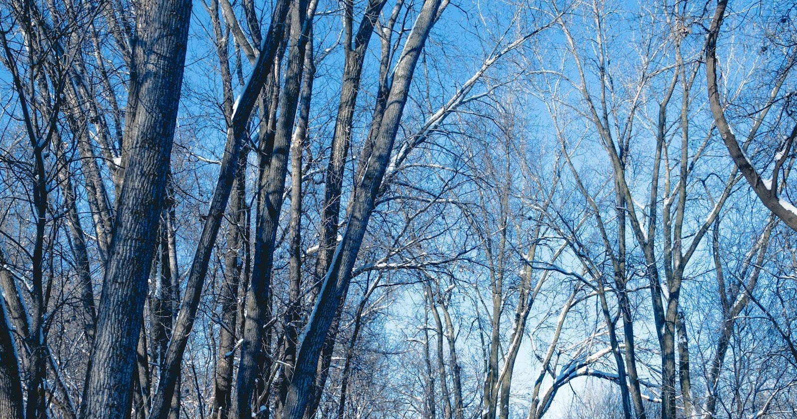 A snowy path through bare trees in Brooklyn Park, Minnesota