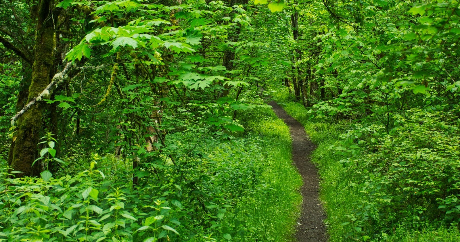 A forest trail at Gabbert Butte Natural Area in Gresham, Oregon
