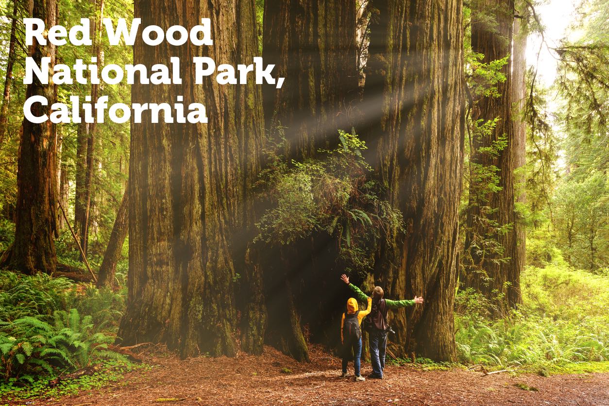 6. Red Wood National Park, California