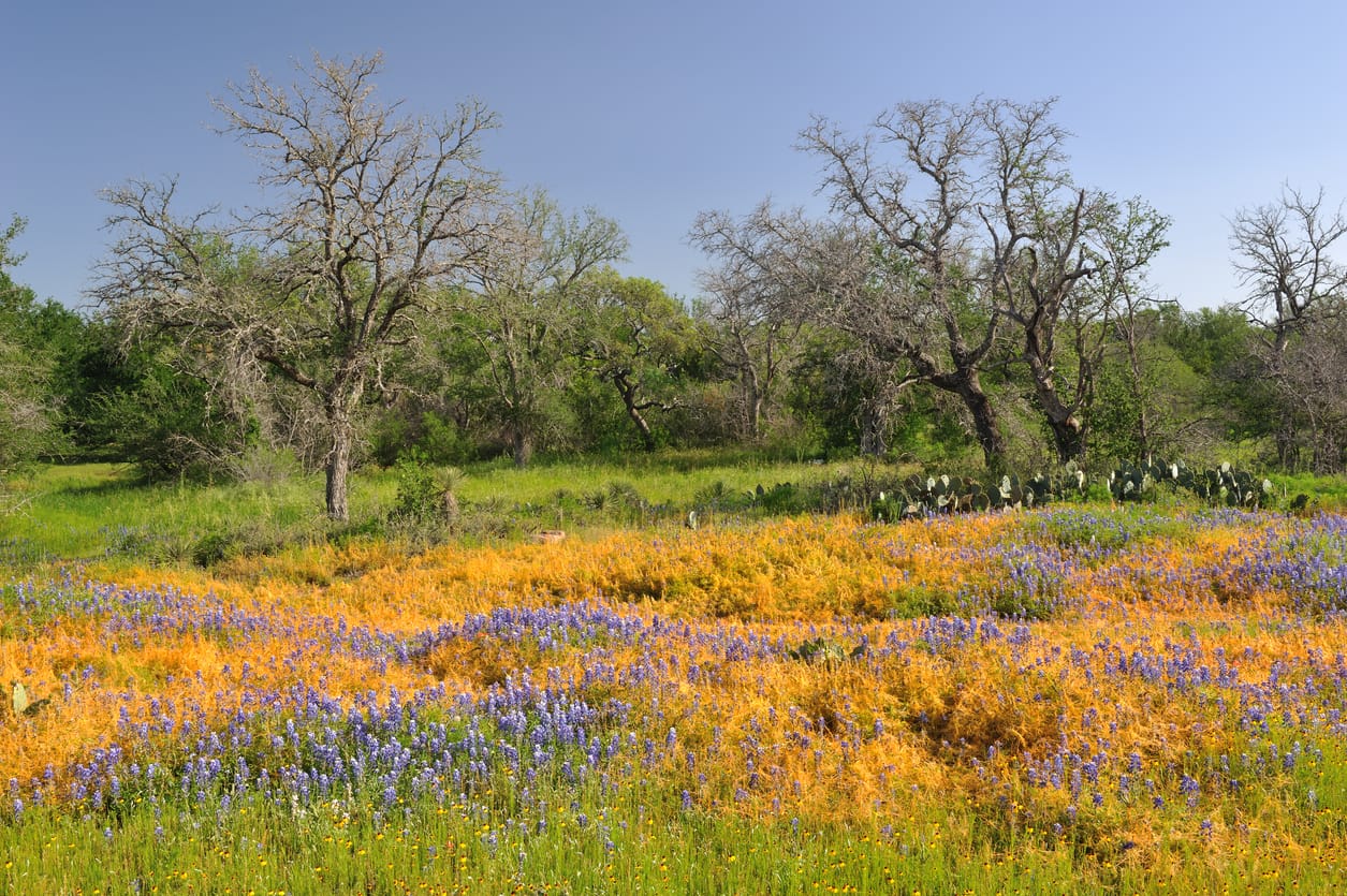 Fulshear, TX