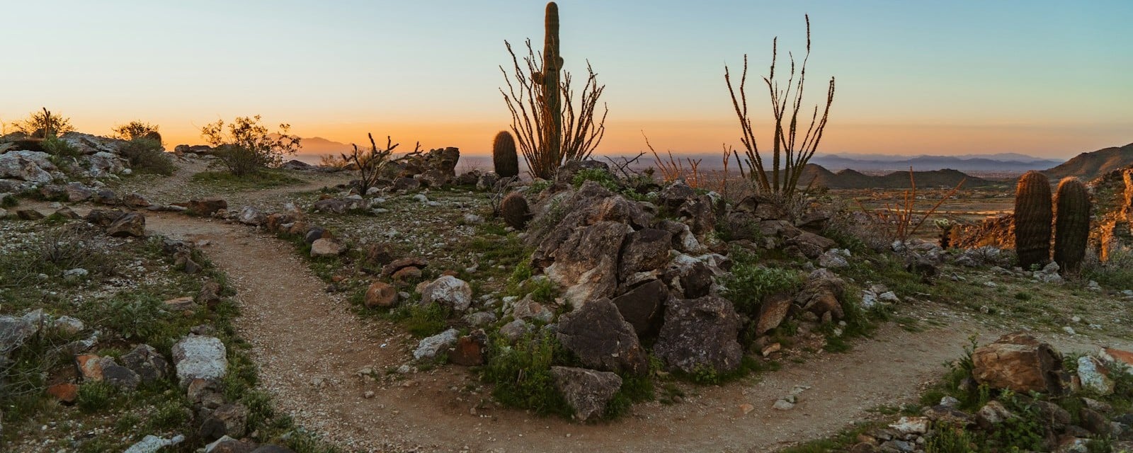 Desert sunrise with saguaro and ocotillo, Buckeye, AZ