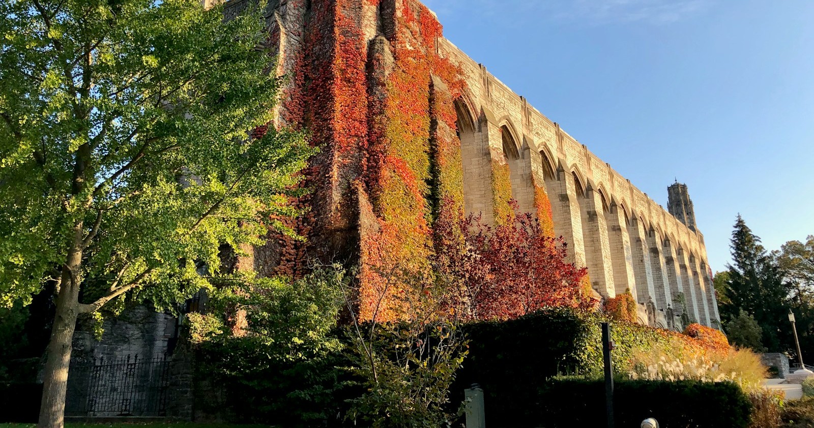 Deering Library with autumn ivy at Northwestern University in Evanston, Illinois