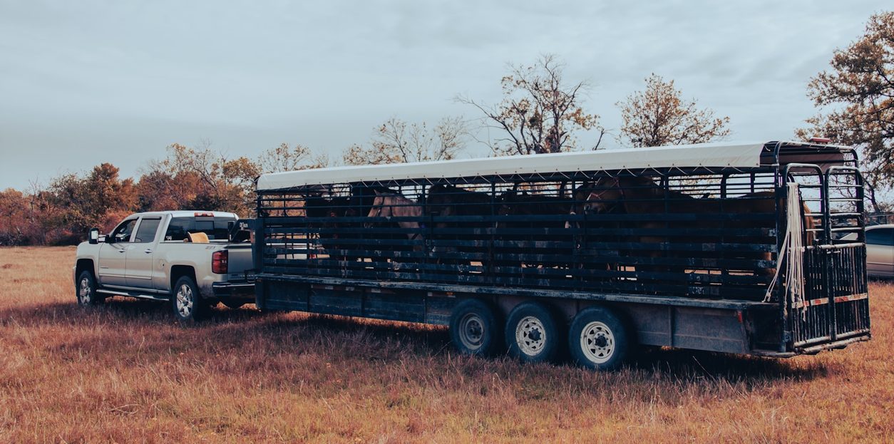 Pickup towing a gooseneck livestock trailer